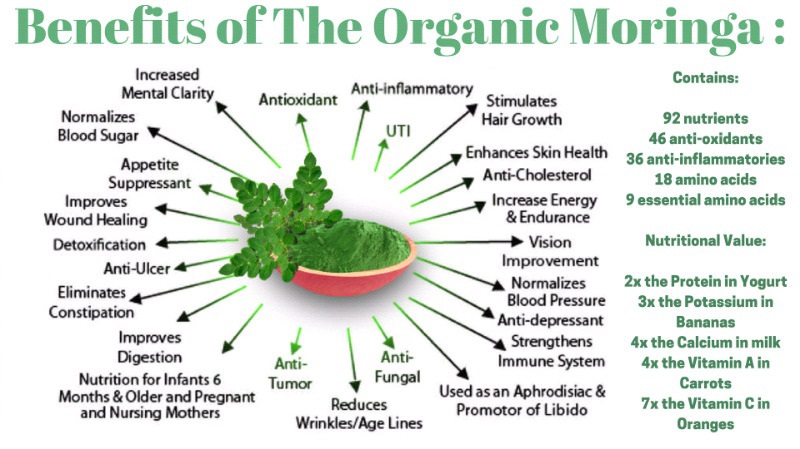 moringa1.jpg