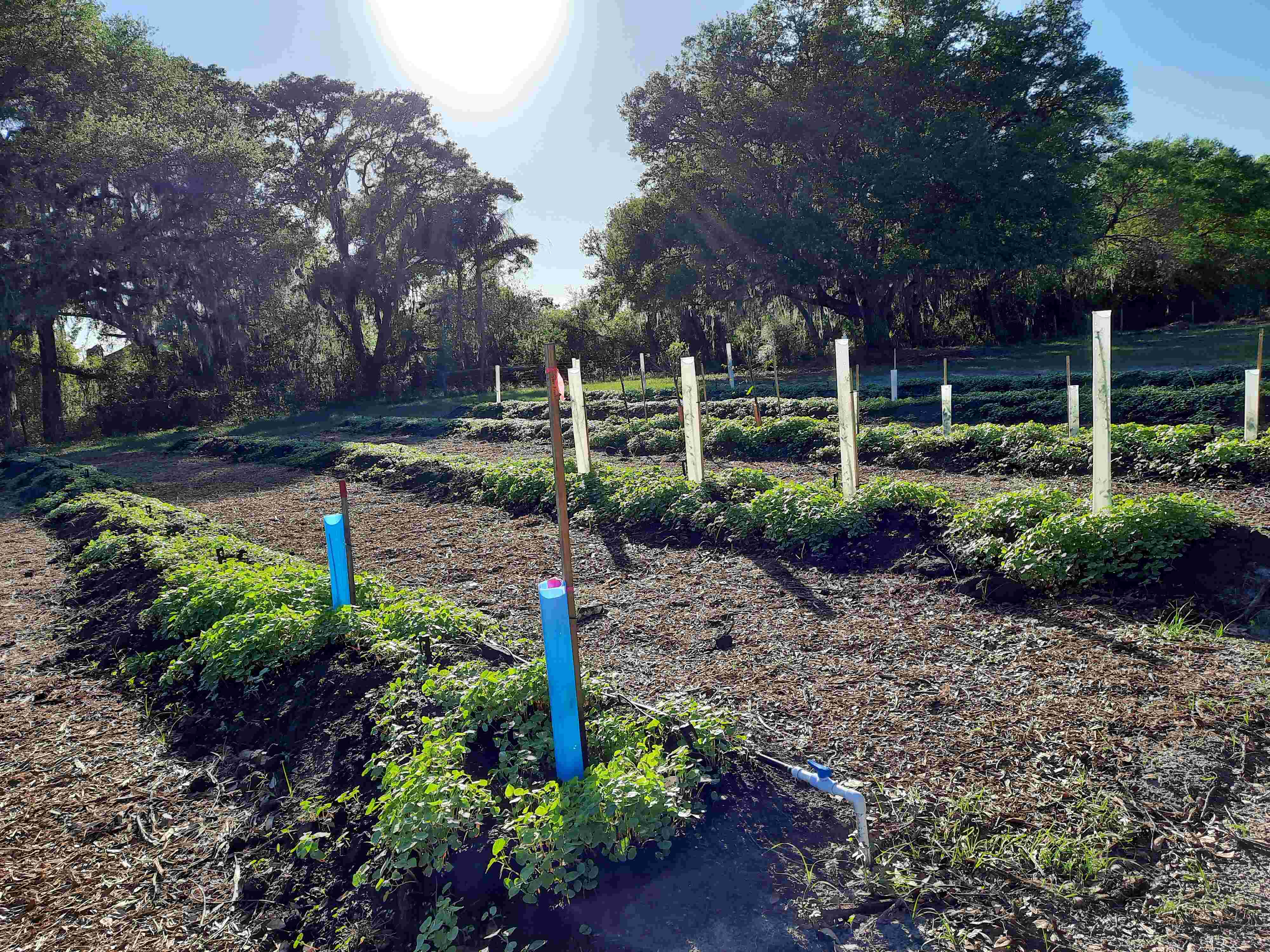 orchard with cover crops.jpg