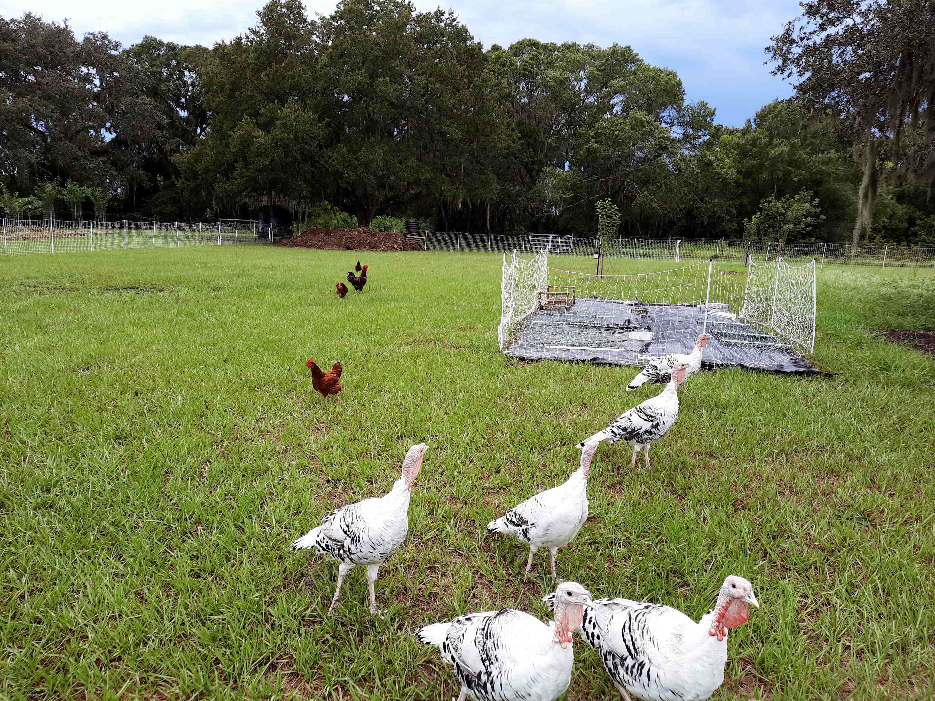 pastured poultry.jpg