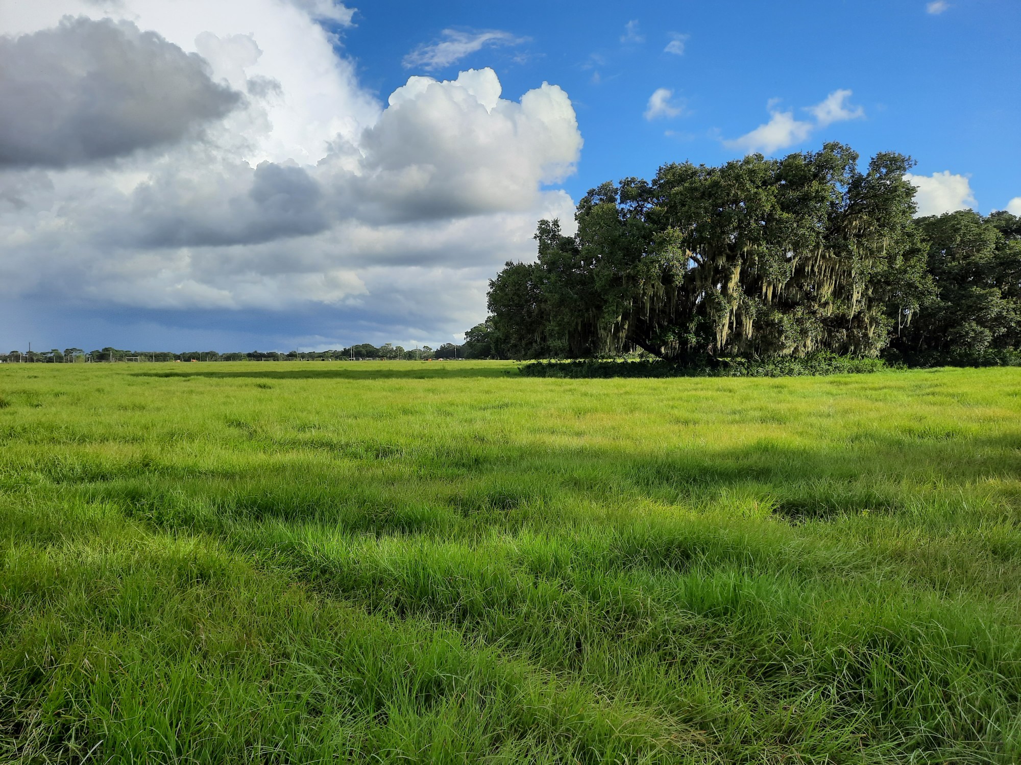 pastures with old oak.jpeg