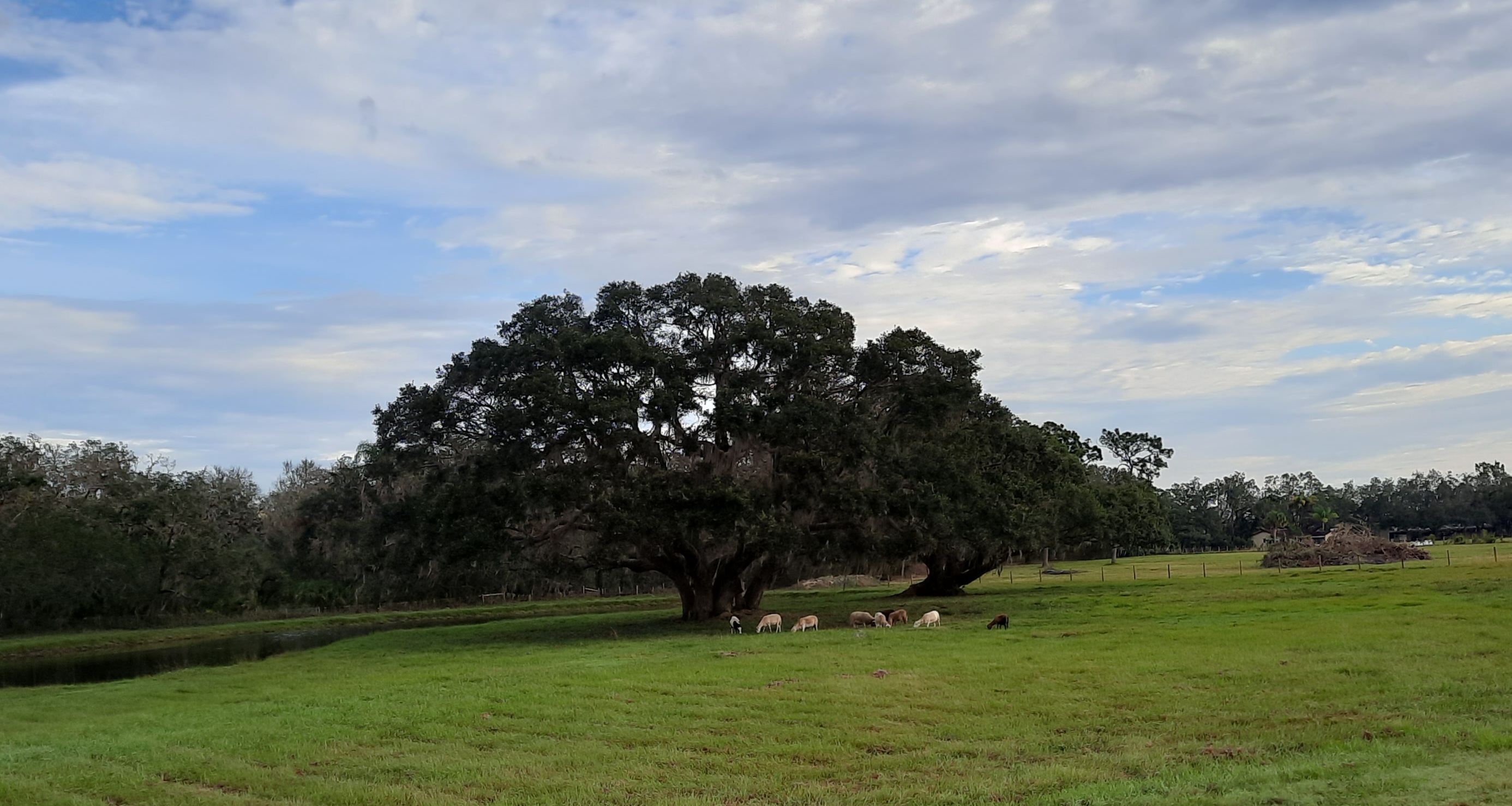 sheepunderoak.jpg